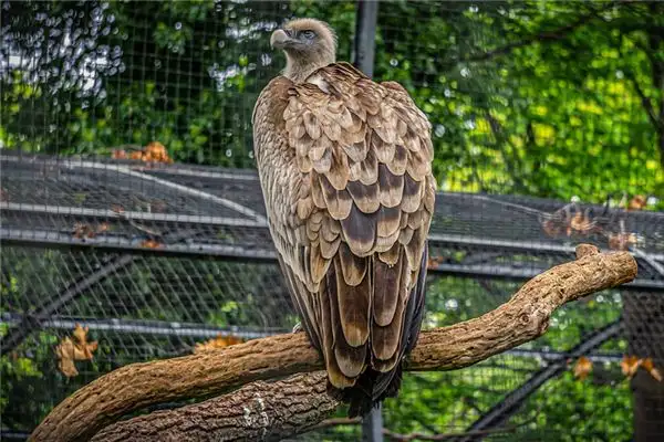 Dreaming of a Vulture Meaning and Interpretation - NuvoraDream - DreamDecode-DreamDecode