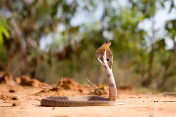 Dream of a Cobra Meaning and Interpretation - NuvoraDream - DreamDecode-DreamDecode