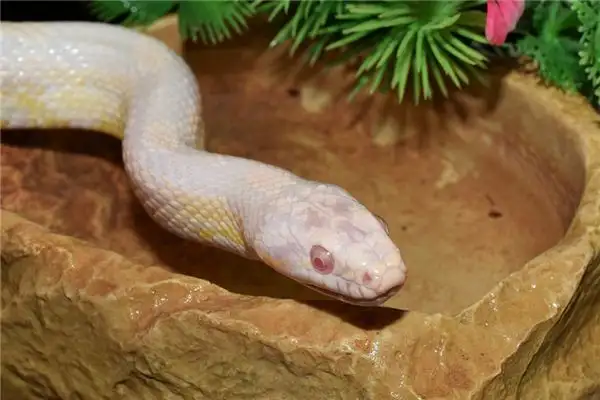Dream of White Snake Meaning and Interpretation - NuvoraDream - DreamDecode-DreamDecode