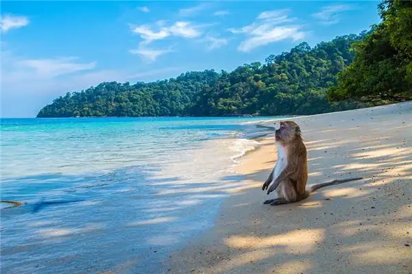 Dreaming of Monkeys Meaning and Interpretation - NuvoraDream