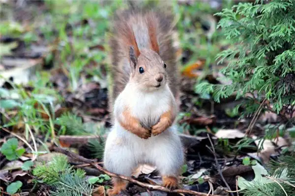 Dream Meaning of Squirrels - Nuvora Dream Interpretation - DreamDecode-DreamDecode