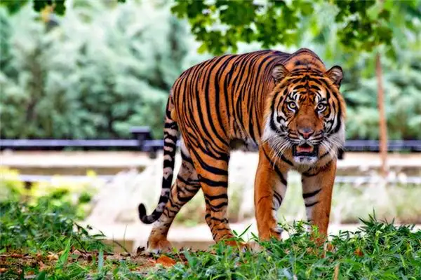 Dreaming of a Tiger Meaning and Interpretation - NuvoraDream - DreamDecode-DreamDecode