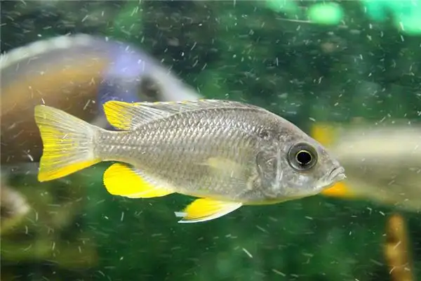 Dream Interpretation of Seeing Live Fish - NuvoraDream - DreamDecode-DreamDecode