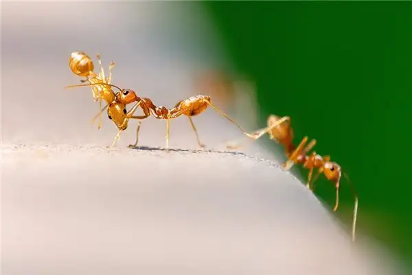 Dreaming of Ants on Food Meaning and Interpretation - NuvoraDream - DreamDecode-DreamDecode