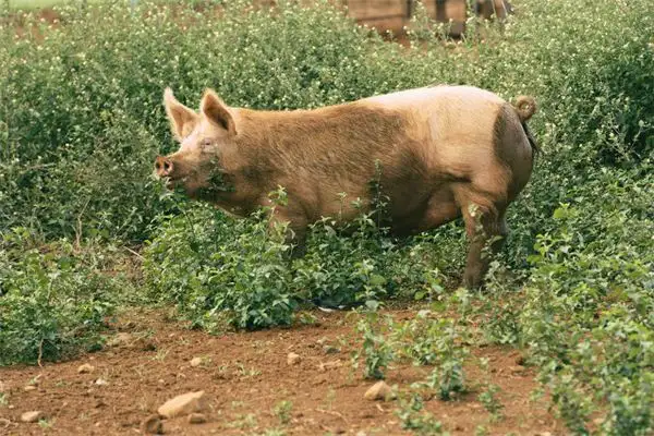 Dream of a Pig Leaning on You - Nuvora Dream Interpretation - DreamDecode-DreamDecode