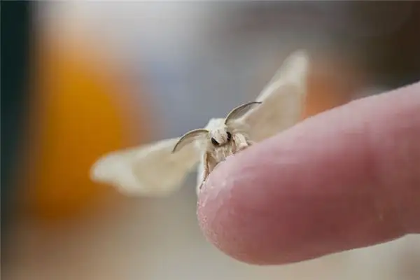 Dream Interpretation of Moths Emerging from Cocoons - NuvoraDream - DreamDecode-DreamDecode