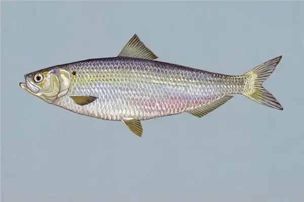 Dream of Herring Meaning and Interpretation - NuvoraDream - DreamDecode-DreamDecode