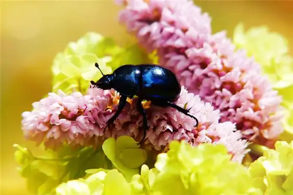 Dreaming of Beetles Meaning and Interpretation - NuvoraDream - DreamDecode-DreamDecode