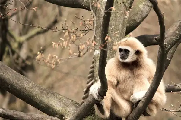 Dream of White Monkey Meaning - NuvoraDream Interpretation
