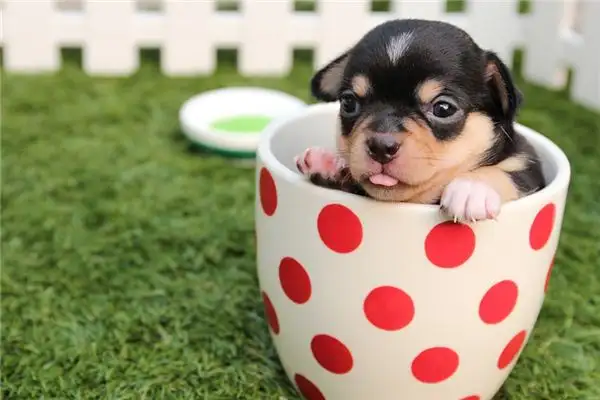 Dreaming of Puppies Meaning and Interpretation - NuvoraDream - DreamDecode-DreamDecode