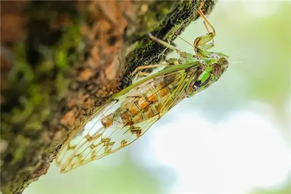 Dreaming of Cicadas Meaning and Interpretation - NuvoraDream - DreamDecode-DreamDecode