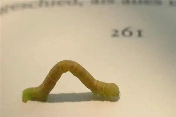 Dream Interpretation of Bugs in Your Sleep NuvoraDream - DreamDecode-DreamDecode