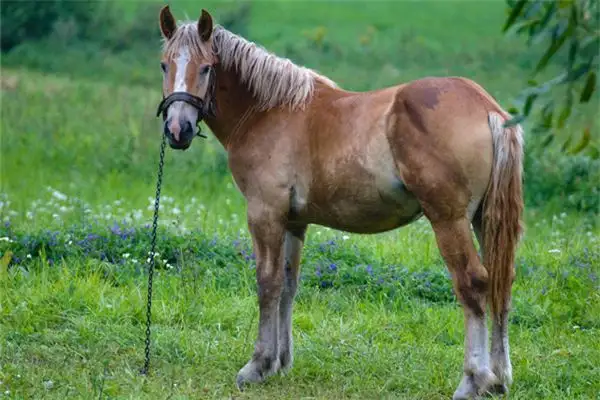 Dream of Horses Carrying Jewels or Goods Meaning - NuvoraDream - DreamDecode-DreamDecode