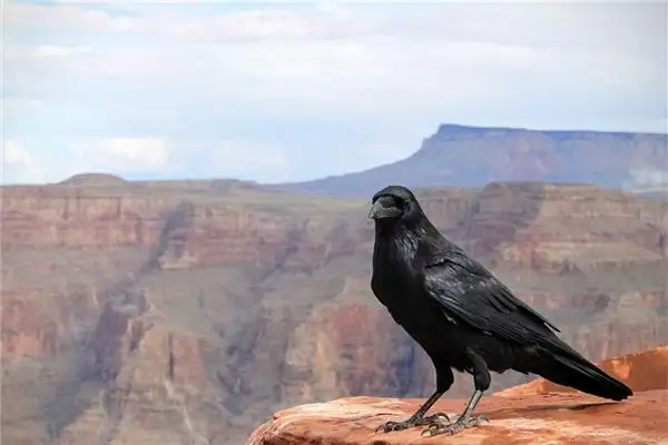 Dream of Crows and Magpies Meaning - NuvoraDream - DreamDecode-DreamDecode