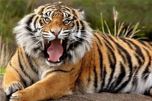 Dreaming of a Tiger Attacking You - Nuvora Dream Interpretation - DreamDecode-DreamDecode
