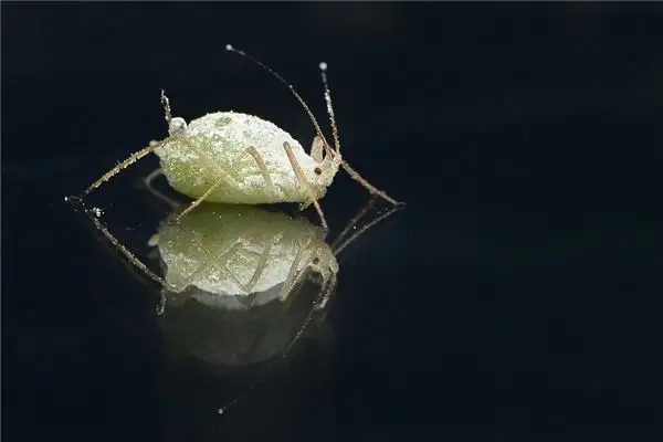 Dreaming of Lice Meaning and Interpretation - NuvoraDream - DreamDecode-DreamDecode