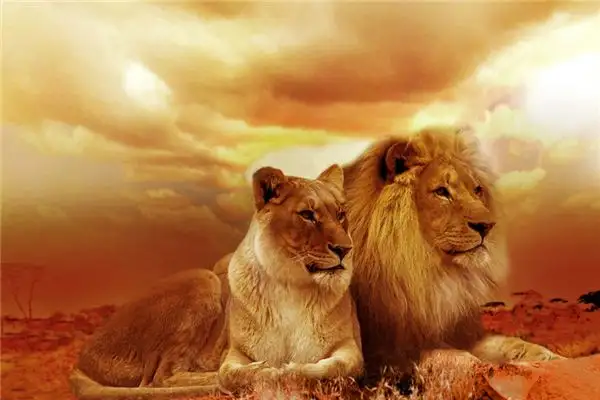 Dream Interpretation of Being Chased by a Lion NuvoraDream - DreamDecode-DreamDecode