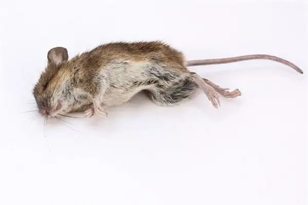 Dreaming of Dead Mice Meaning and Interpretation - NuvoraDream - DreamDecode-DreamDecode