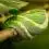 Dream of Green Snake Meaning - NuvoraDream - DreamDecode-DreamDecode