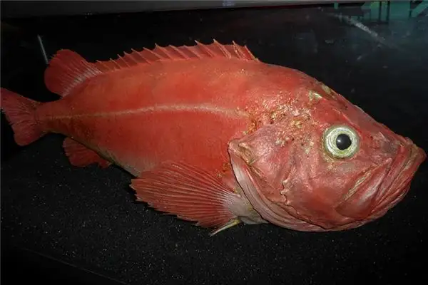 Dream of Red Fish Meaning and Interpretation - NuvoraDream - DreamDecode-DreamDecode
