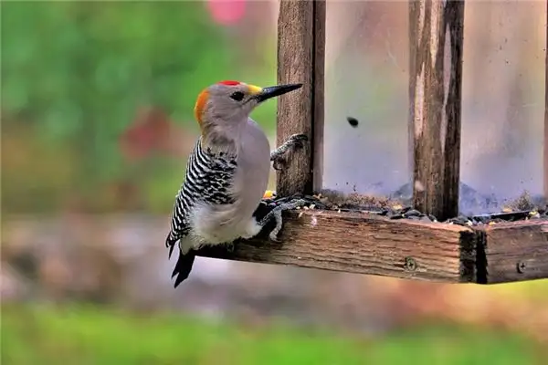 Dreaming of a Woodpecker Meaning and Interpretation - NuvoraDream