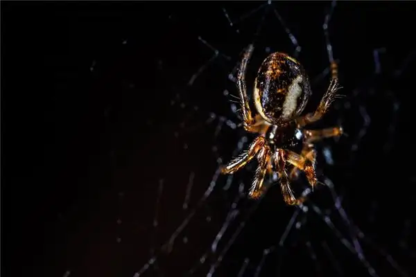 Dream of Black Spider Meaning and Interpretation - NuvoraDream - DreamDecode-DreamDecode