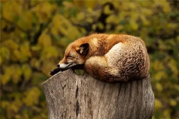 Dream Interpretation of Animals - NuvoraDream - DreamDecode-DreamDecode