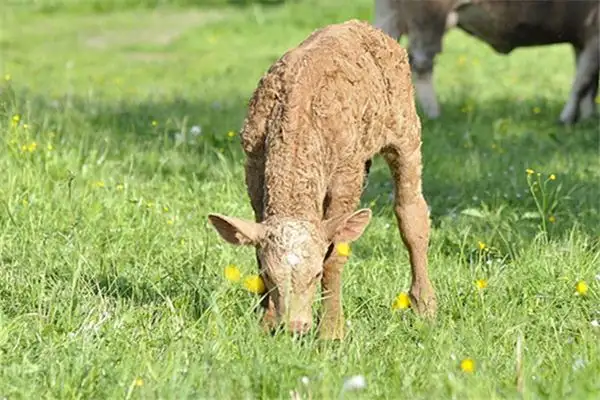 Dream of a Calf Eating Grass Meaning - NuvoraDream - DreamDecode-DreamDecode