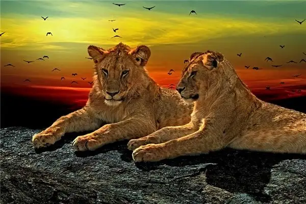 Dream Interpretation of Animal Heads in Your Sleep NuvoraDream - DreamDecode-DreamDecode