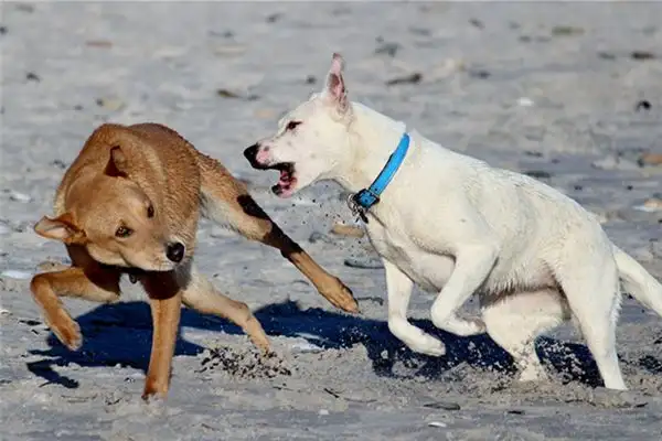 Dream Interpretation Dog Fighting Meaning in Dreams - DreamDecode-DreamDecode