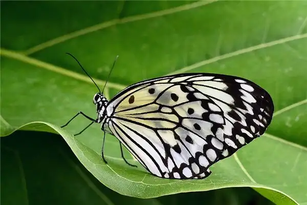 Dream of Black Butterfly Meaning and Interpretation - DreamDecode-DreamDecode