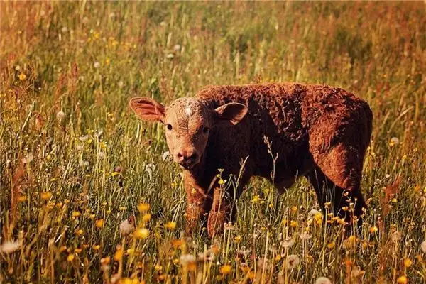 Dreaming of Calves Meaning and Interpretation - NuvoraDream - DreamDecode-DreamDecode