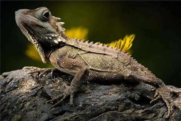 Dreaming of a Crawling Lizard Meaning and Interpretation - DreamDecode-DreamDecode