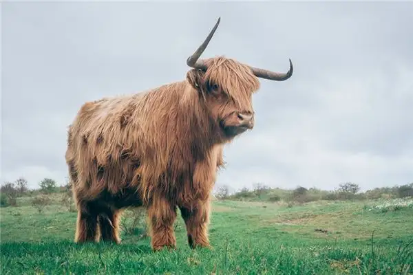 Dream Interpretation of Yak in Your Sleep - NuvoraDream - DreamDecode-DreamDecode