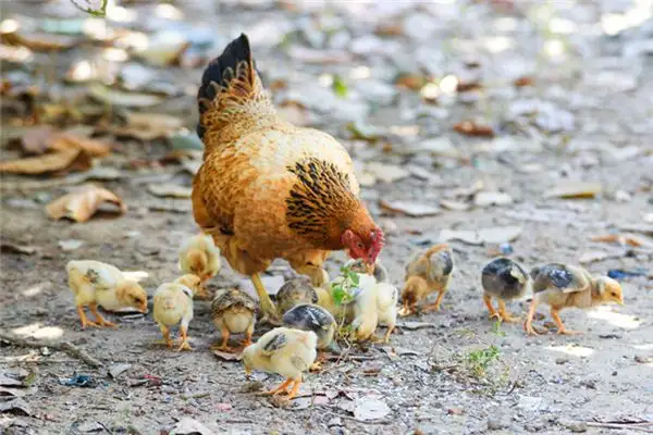 Dreaming of Chickens Meaning and Interpretation - NuvoraDream - DreamDecode-DreamDecode