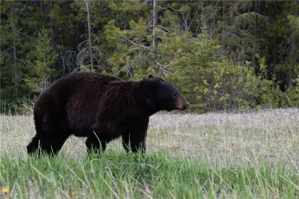 Dream of a Black Bear Meaning and Interpretation - NuvoraDream - DreamDecode-DreamDecode