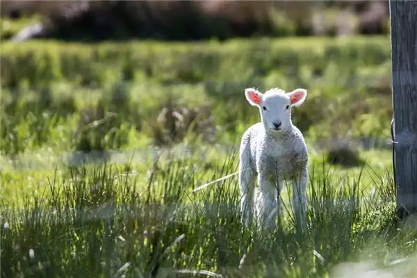 Dream of a Unicorn Goat Meaning and Interpretation - NuvoraDream