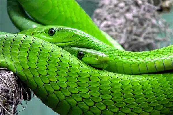 Dream Interpretation of Seeing a Snake Killing Someone - NuvoraDream