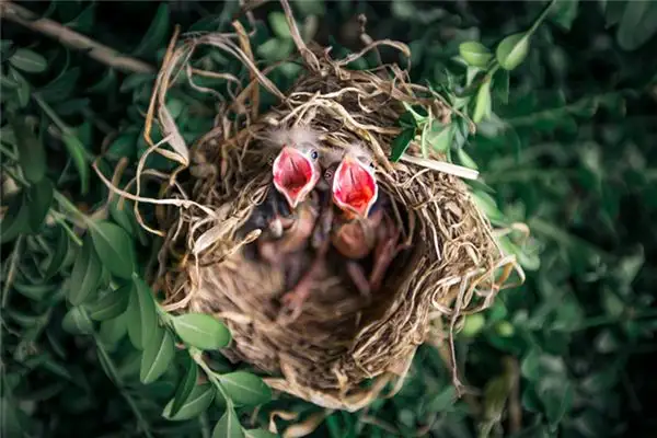Dreaming of a Bird Nest Meaning and Interpretation - NuvoraDream - DreamDecode-DreamDecode