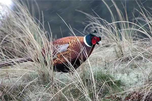 Dreaming of Partridge Meaning and Interpretation - NuvoraDream - DreamDecode-DreamDecode