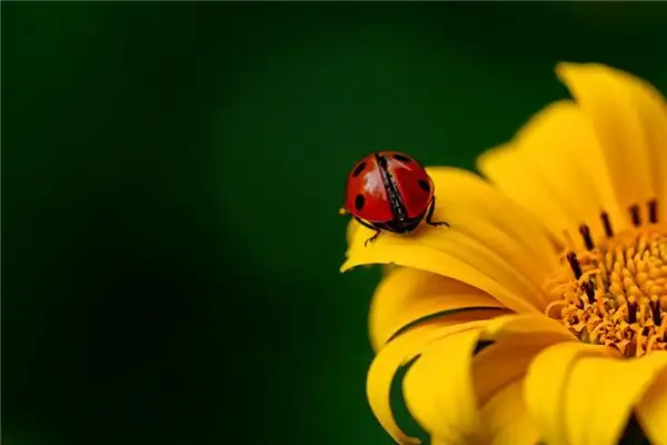 Dreaming of Beetles Meaning and Interpretation - NuvoraDream - DreamDecode-DreamDecode