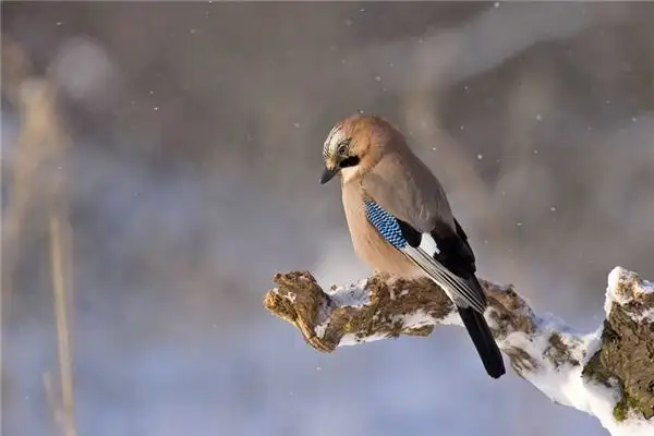 Dream of White-necked Crow Meaning and Interpretation - NuvoraDream - DreamDecode-DreamDecode
