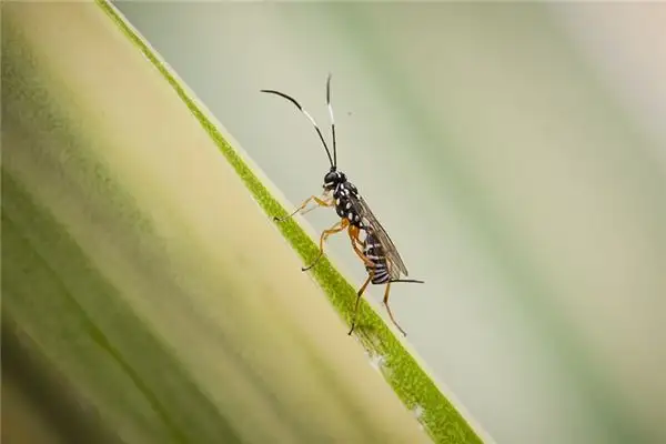 Dream Interpretation of Wasps in Your Dreams - NuvoraDream - DreamDecode-DreamDecode