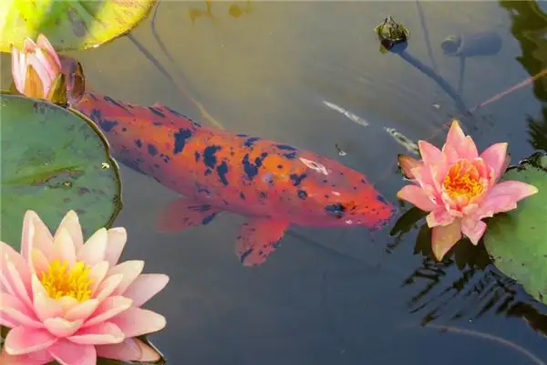 Dream of Goldfish Meaning and Interpretation - NuvoraDream - DreamDecode-DreamDecode