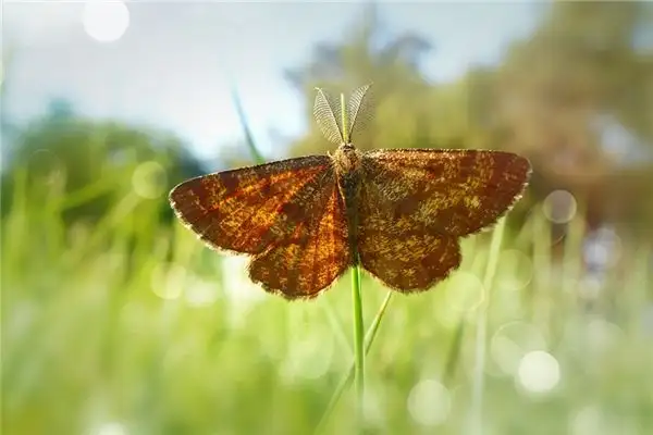 Dream Moth Meaning - Nuvora Dream Interpretation - DreamDecode-DreamDecode