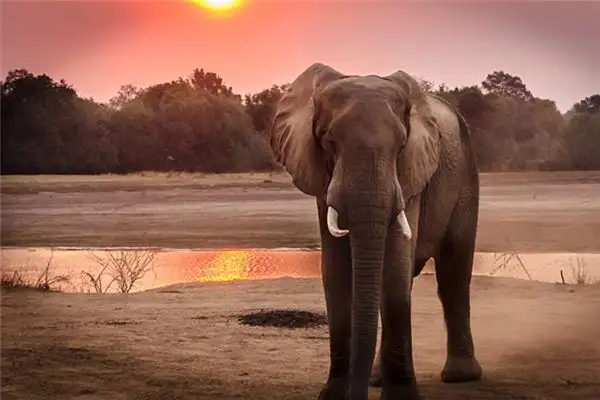 Dreaming of Elephants Meaning and Interpretation - NuvoraDream - DreamDecode-DreamDecode