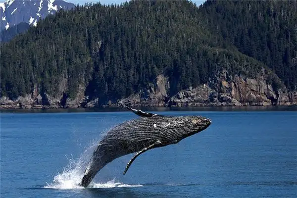 Dreaming of a Whale Spouting Water Meaning and Interpretation - NuvoraDream - DreamDecode-DreamDecode