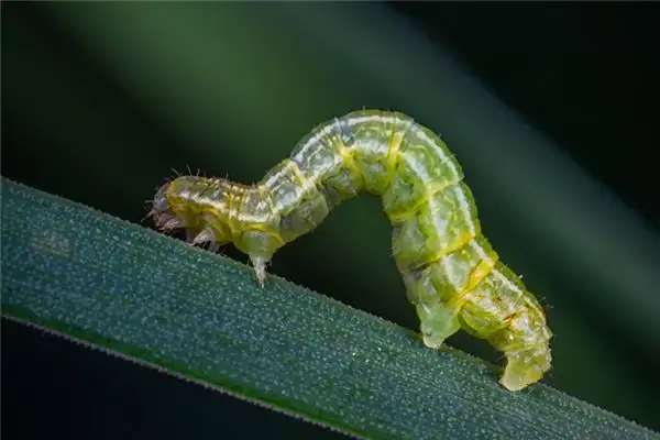Dream Interpretation of Maggots in Sleep - NuvoraDream - DreamDecode-DreamDecode