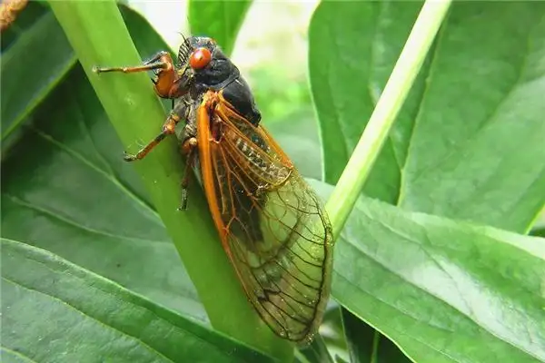 Dreaming of Cicadas Meaning and Interpretation - NuvoraDream - DreamDecode-DreamDecode