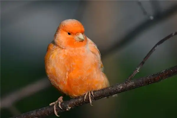 Dreaming of a Canary Meaning and Interpretation - NuvoraDream